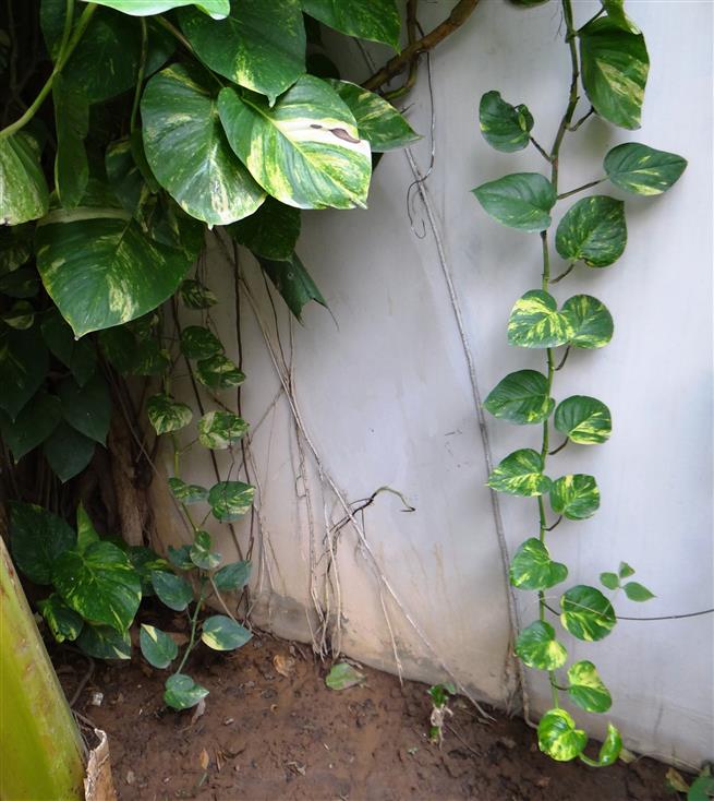 Epipremnum aureum